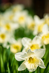 Narcissus flower. Narcissus daffodil flowers and green leaves background.