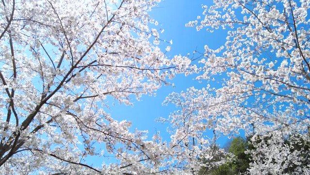 満開の桜の花びらと青空を移動撮影  4K  ソメイヨシノの桜並木道を見上げて歩くPOVショット 2022年4月
