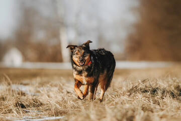 happy mixed breed dog running outdoors in a collar with gps tracker