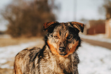 portrait of a happy gray mixed breed dog outdoors in spring