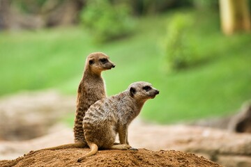 Two meerkats sit on a mound and observe the area, diffuse background.