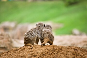 A meerkat couple photographed from behind sitting on a mound and observing the area, diffuse background.