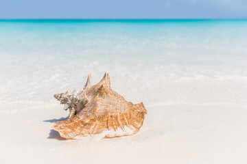 Fototapeta na wymiar Beach shell ocean conch copyspace background