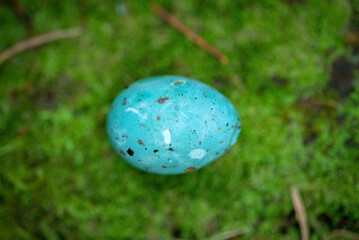 Turquoise Bird's egg on the moss in the forest