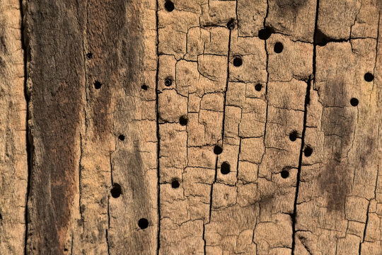 Tree bark with cracks and round holes dug by insects. nature background