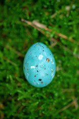 Turquoise Bird's egg on the moss in the forest