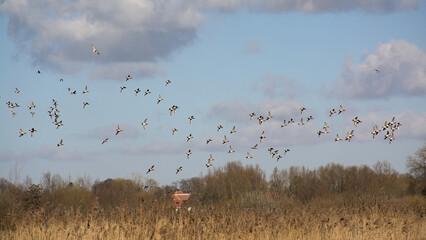 Flock of ducks flying above the marsh of Bourgoyen nature reserve, Ghent, Flanders, Belgium