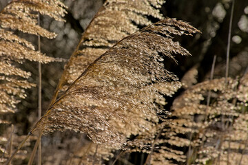 Closeup of common reed plumes in the marsh - Phragmites australis