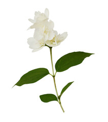 Twig of Jasmine (Philadelphus) double flowers isolated on white or transparent background