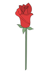 Closed red rose bud. Flower on a long stem. Fragrant plant. Color vector illustration. Cartoon style. Isolated background. Idea for web design.