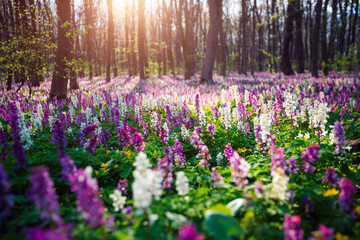 Picturesque spring glade in forest with flowering Corydalis cava.