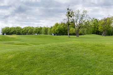 Hilly lawn with low grass on blurred background of trees