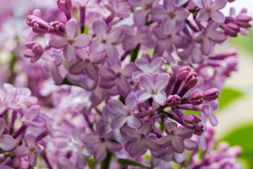 Fototapeta na wymiar Part of purple lilac inflorescence, close-up in selective focus