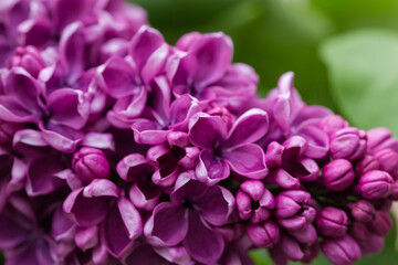 Fototapeta premium Part of purple lilac inflorescence, close-up in selective focus