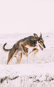 Hunting Sighthound Hortaya Borzaya Dog Jumping During Hare-hunting At Winter Day In Snowy Field.