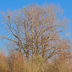 Obraz na płótnie Canvas Sunny bare treetops on a clear blue sky