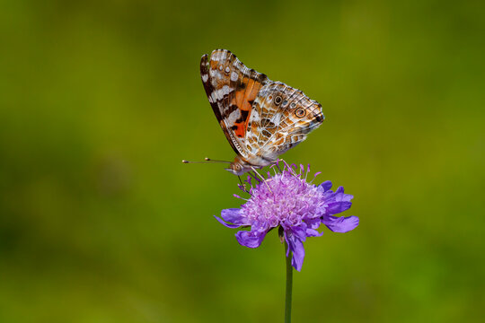 Large butterfly feeding on Scabiosa columbaria (Scabies) plant, Painted Lady, Vanessa cardui