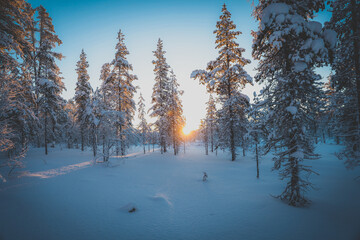 Beautiful arctic sunset with snow forest during icecold winter time-part1