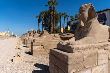 Sphinxes of the Luxor temple in the street of the sphinxes in the foreground on a sunny day.