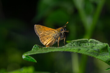 A large skipper butterfly sitting on a green leaf on a summer sunny day macro photography. A moth sitting on a potato plant in summertime close-up photo.