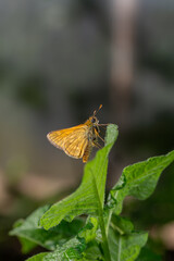 A large skipper butterfly sitting on a green leaf on a summer sunny day macro photography. A moth...