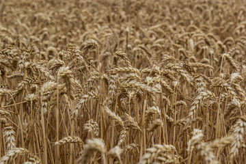 Rural scenery. Background of ripening ears of wheat field and sunlight. Crops field. Selective focus. Field landscape