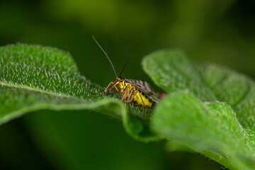 Black and yellow scorpionfly insect sits on a green leaf macro photography. Scoprpion fly insect sitting on a plant on a summer sunny day, close-up photo.