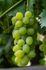 Ripe grapes grow on bushes. Bunch of grapes before harvest