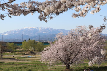 さくらごしの雪山と青空
