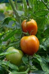 Beautiful red ripe heirloom tomatoes grown in a greenhouse. Gardening tomato photograph with copy space. Shallow depth of field