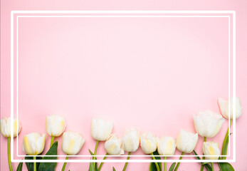 White tulips on a pink background with a white frame and space for a copy. Spring flowers on pink...