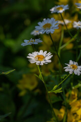 Blooming chamomile flower on a summer sunny day macro photo. Wildflowers with white petals in the meadow close-up photo. Blossom daisies in springtime floral background.