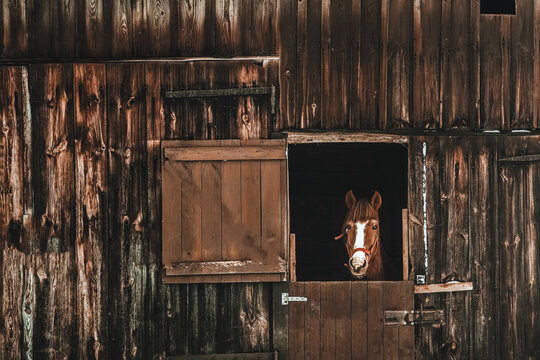 horse looks into the camera outdoors. horse sticks his head through a window
