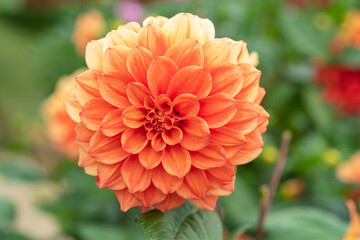 red dahlia flower in garden