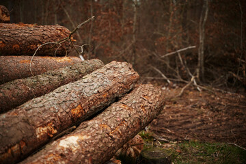 Fototapeta premium Lumber stored in stacked piles in forest. Close up of wooden logs sorted.