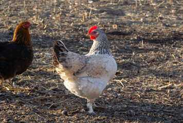 Red hen on farm. Homemade poultry. Chicken in a traditional poultry farm. Chickens pecking grain on poultry yard