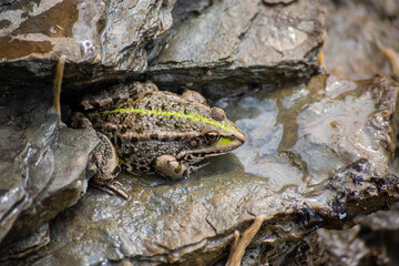 A green frog, Lithobates clamitans, rests on a cameo near a pond