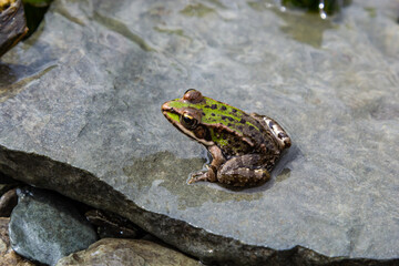 A green frog, Lithobates clamitans, rests on a cameo near a pond