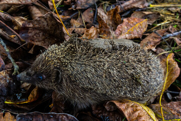 A native, wild European hedgehog curled up in an autumn leaf. Up close