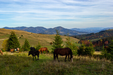 Fototapeta na wymiar Horses graze near the mountain in the pasture in the autumn