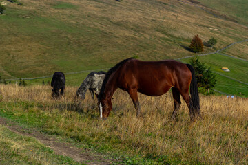 Horses graze near the mountain in the pasture in the autumn