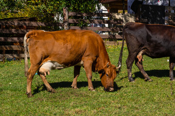 Brown dairy cow grazing on a pasture. More cows in the background. Symbol for happy animals, ecological and environmental-friendly agriculture
