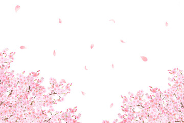 美しく華やかな花びら舞い散る春の桜の白バックフレーム背景素材 - obrazy, fototapety, plakaty