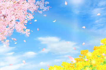 Obraz na płótnie Canvas 菜の花と太陽と虹＿青空に美しく華やかな花びら舞い散る春の桜フレーム背景素材