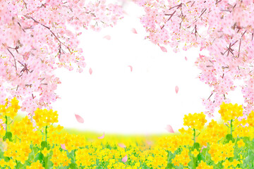 菜の花と美しく華やかな花びら舞い散る春の桜の白バックフレーム背景素材 - obrazy, fototapety, plakaty