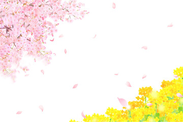 菜の花と美しく華やかな花びら舞い散る春の桜の白バックフレーム背景素材