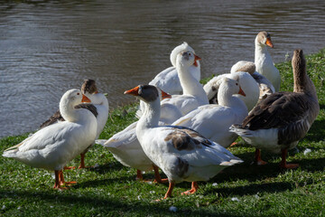 Fototapeta na wymiar Domestic geese swim in the water. A flock of white beautiful geese in the river