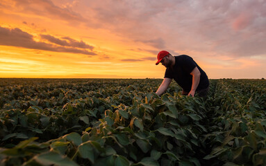 Young farmer in soybean fields