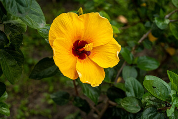 red and yellow flowers