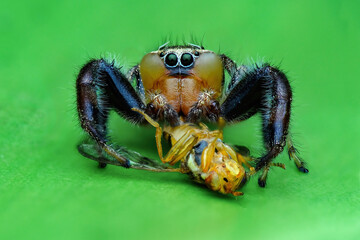 JUMPING SPIDER WITH PREY